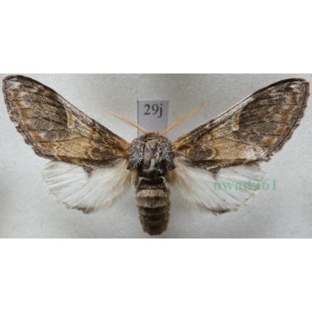 Notodonta tritophus (Denis & Schiffermüller, 1775) male Garbatka miesięcznica Czech29j